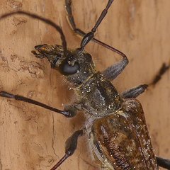 Anthophylax attenuatus