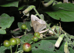 Alcis deversata