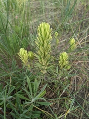 Castilleja thompsonii