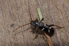 Phymatodes nitidus