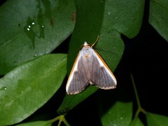 Pylartes subcostalis