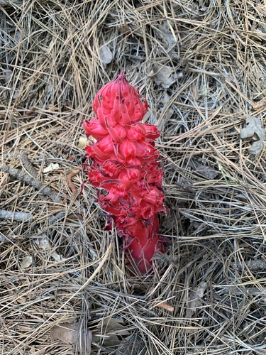 iNaturalist observation photo of Snowplant