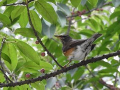 Turdus obscurus