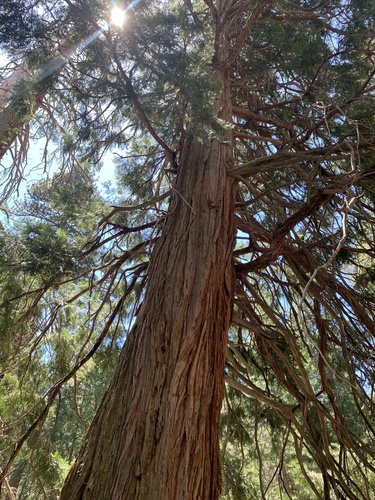 iNaturalist observation photo of California incense-cedar
