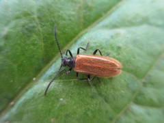 Lagria rufipennis