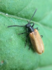 Lagria rufipennis