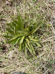 Taraxacum macroceras