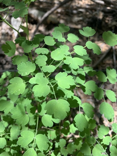 iNaturalist observation photo of Fendler's Meadow-rue