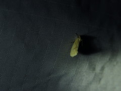 Acrolophus laticapitana