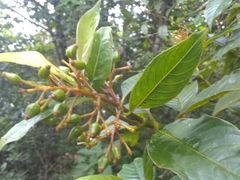 Palicourea croceoides