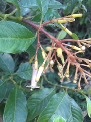 Palicourea croceoides