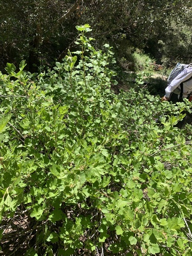 iNaturalist observation photo of mountain pink currant