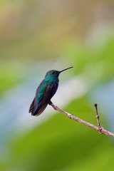 Anthracothorax viridis