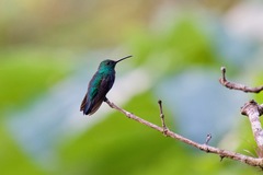 Anthracothorax viridis