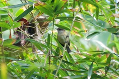 Vireo latimeri