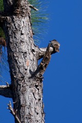 Tyrannus caudifasciatus taylori