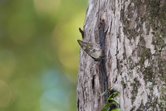 Archaeoprepona demophoon