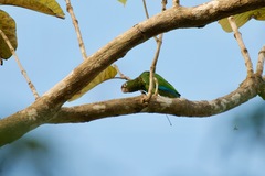 Amazona vittata