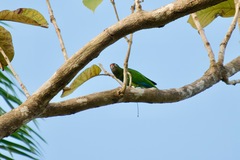 Amazona vittata