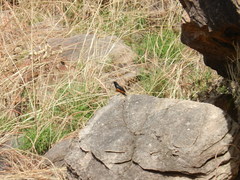 Thamnolaea cinnamomeiventris