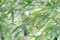 Vireo latimeri