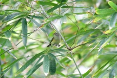 Vireo latimeri