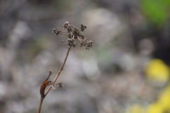 Bupleurum americanum