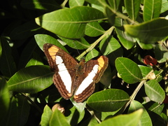 Adelpha zea