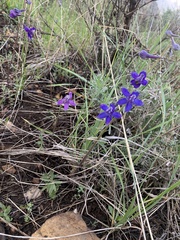 Delphinium nuttallii