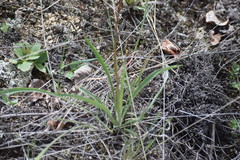 Bupleurum americanum