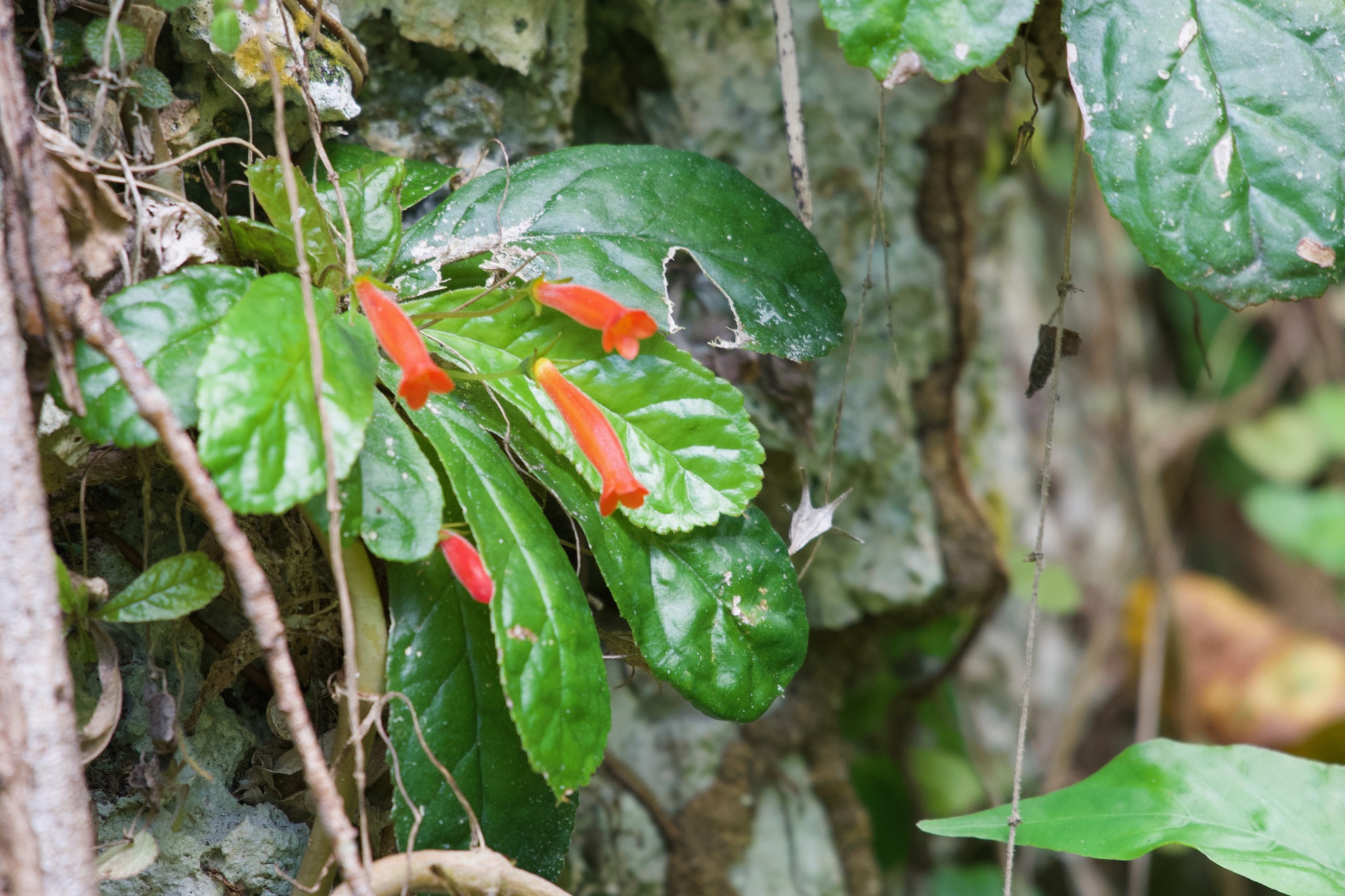 Gesneria cuneifolia