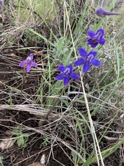 Delphinium nuttallii