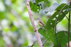 Vireo latimeri