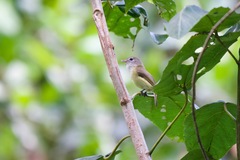 Vireo latimeri