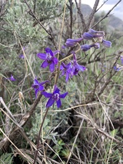 Delphinium nuttallii
