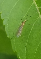 Gonomyia