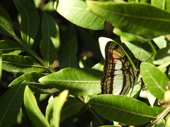 Adelpha zea