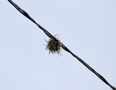 Tillandsia recurvata