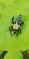 Laphria flavicollis