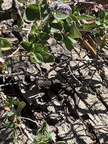 iNaturalist observation photo of Great Basin Fence Lizard