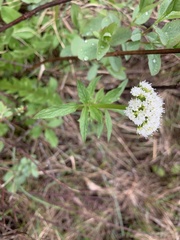 Valeriana occidentalis