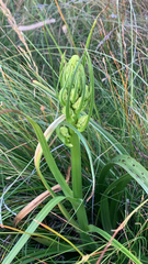 Toxicoscordion fontanum