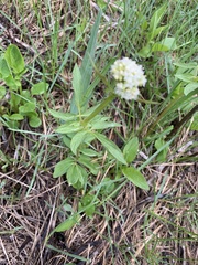 Valeriana occidentalis