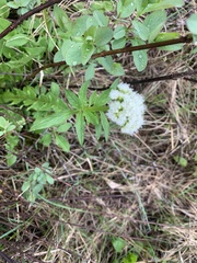 Valeriana occidentalis