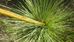 Aciphylla subflabellata