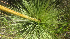 Aciphylla subflabellata
