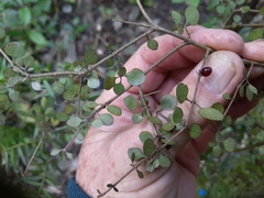 Coprosma rhamnoides