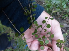 Coprosma rhamnoides