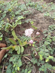 Palafoxia lindenii
