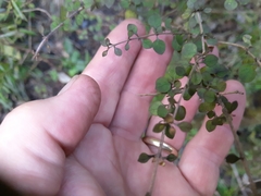 Coprosma rhamnoides